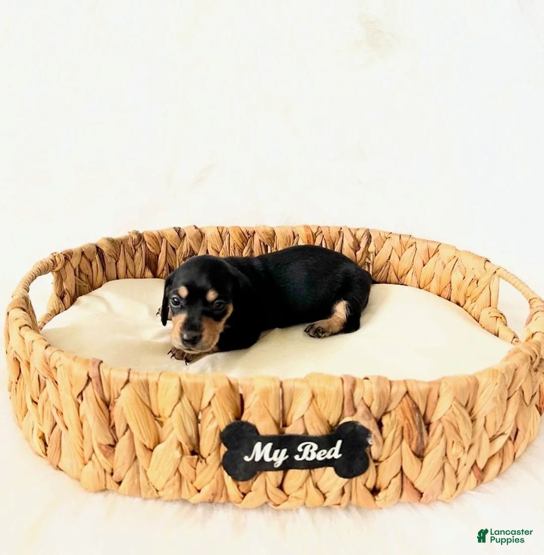 Miniature Dachshund dogs for sale: AKC Zoey - Ad 5