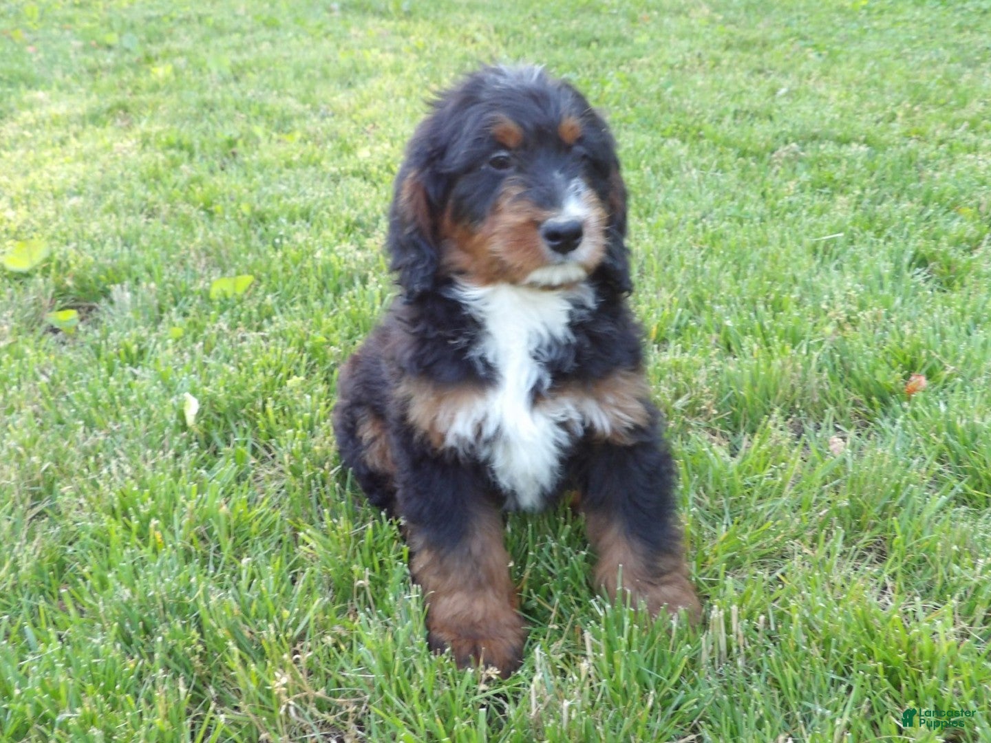 Bernedoodle dogs Buddy - Ad 2