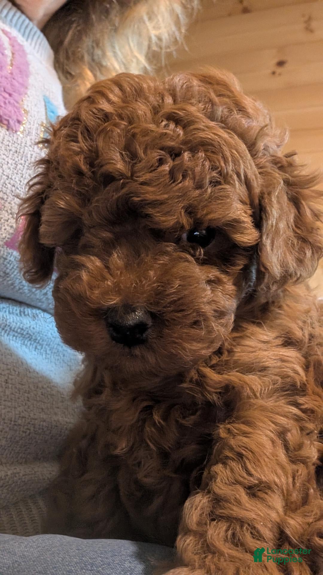 Toy Poodle dogs Toy Poodle 1 - Ad 30
