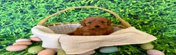 Mini Goldendoodle dogs for sale: Peach Collar  - Ad 4