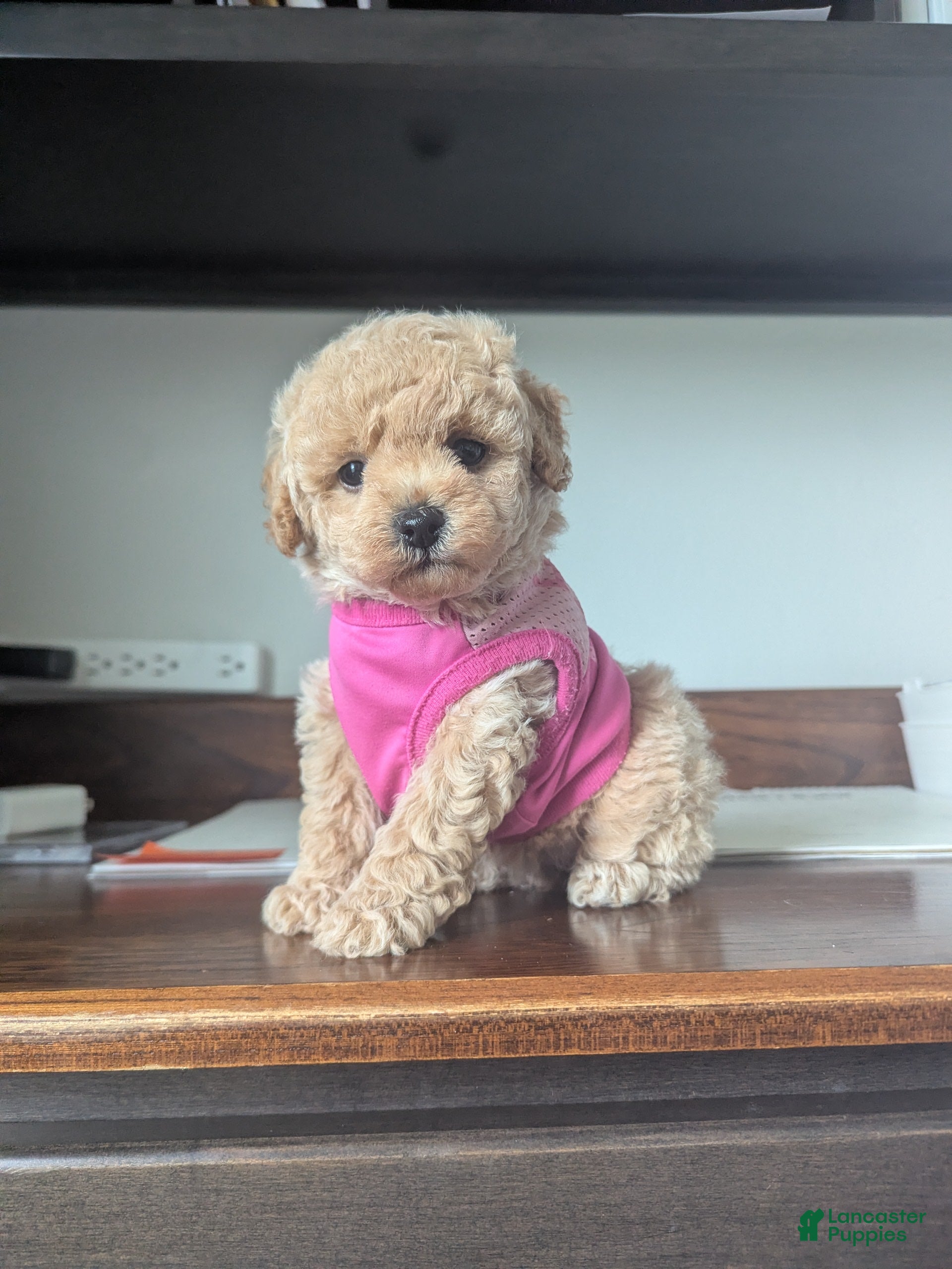 Havapoo dogs for sale: Honey F-1B - Ad 1