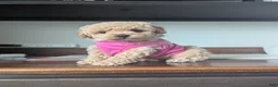 Havapoo dogs for sale: Honey F-1B - Ad 1