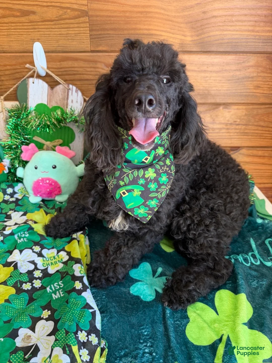 Miniature Poodle dogs for sale: Buddy - Ad 4