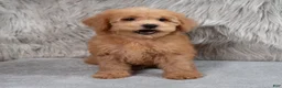 Mini Goldendoodle dogs for sale: Hank ID: 3860 - Ad 10