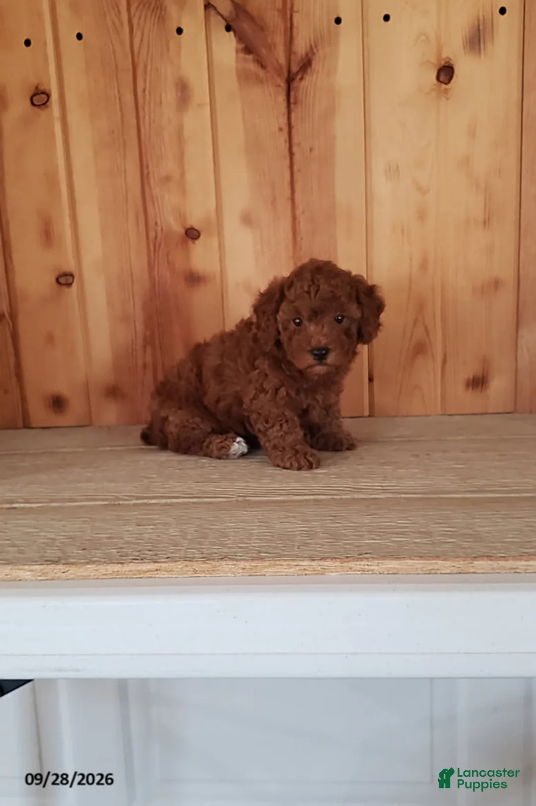 Toy Poodle dogs for sale: Prancer - Ad 5