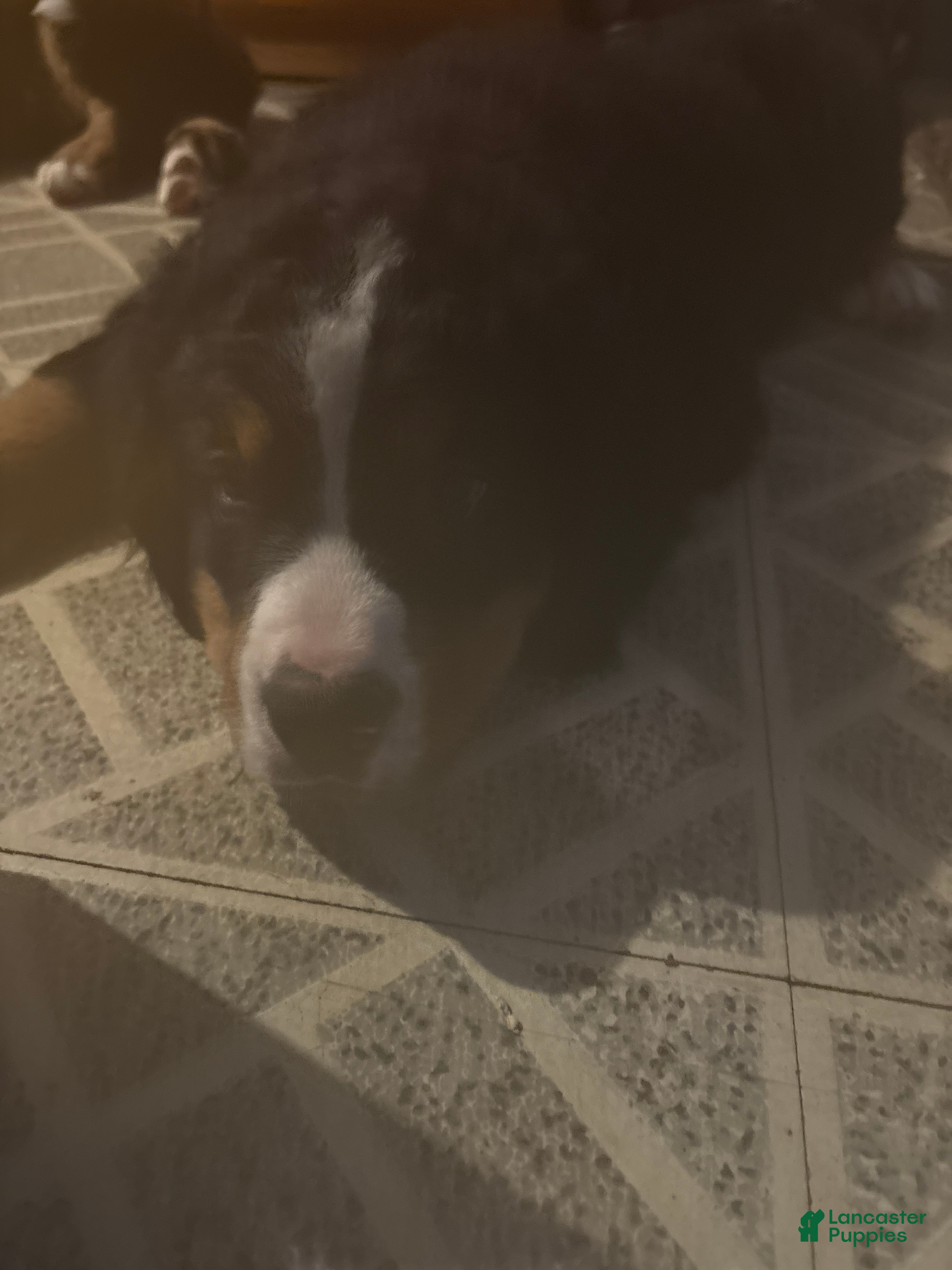 Bernese Mountain Dog dogs Bernese Mountain Dog Puppy 2 - Ad 8