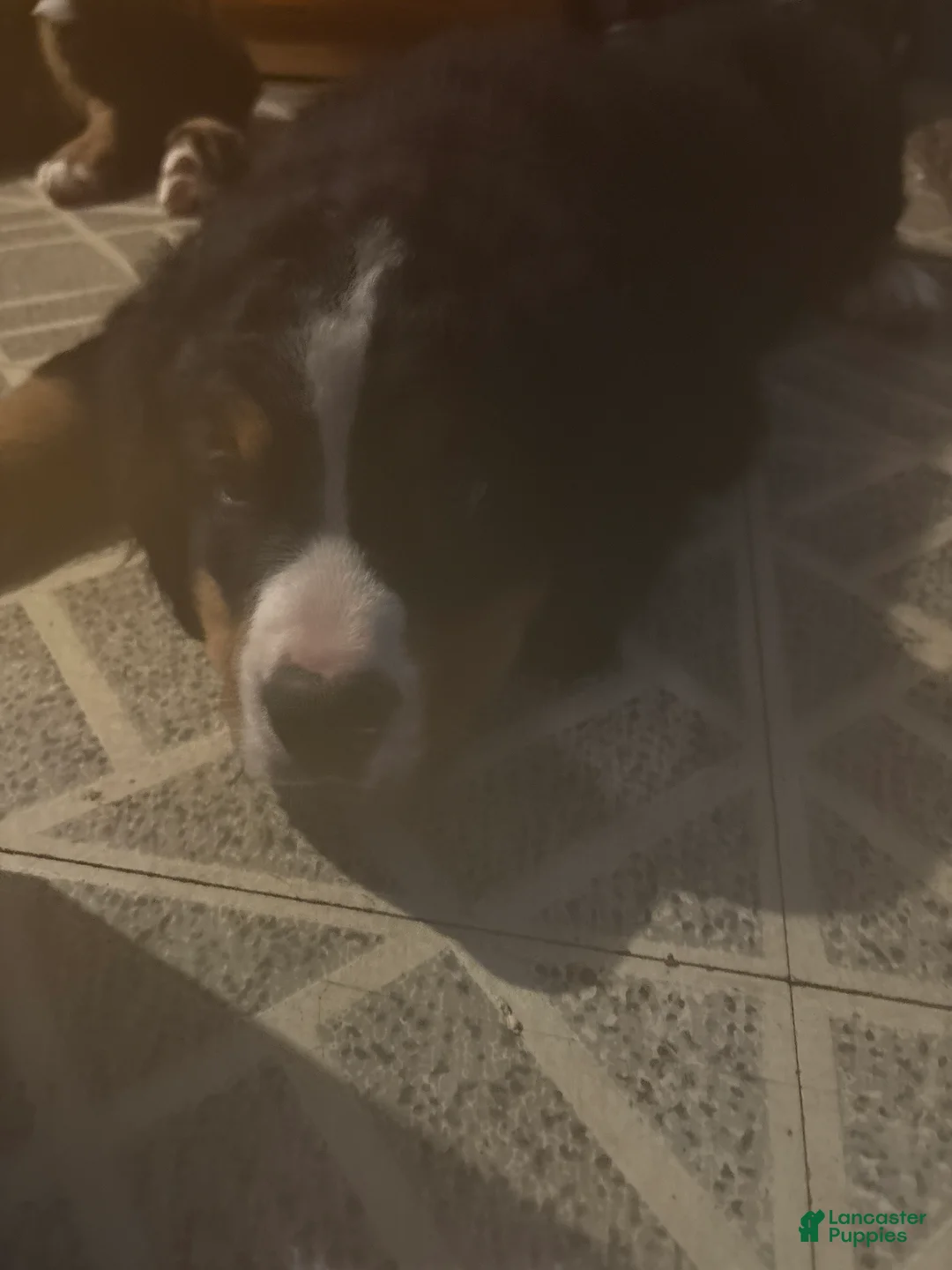 Bernese Mountain Dog dogs for sale: Bernese Mountain Dog Puppy 2 - Ad 1