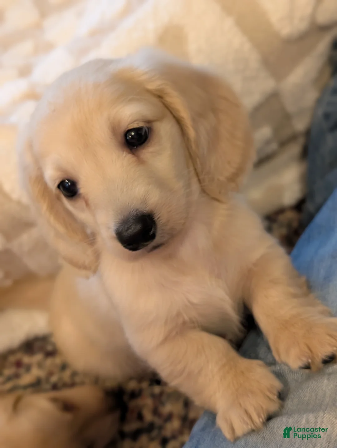 Miniature Dachshund dogs for sale: Little bigger boy - Ad 2