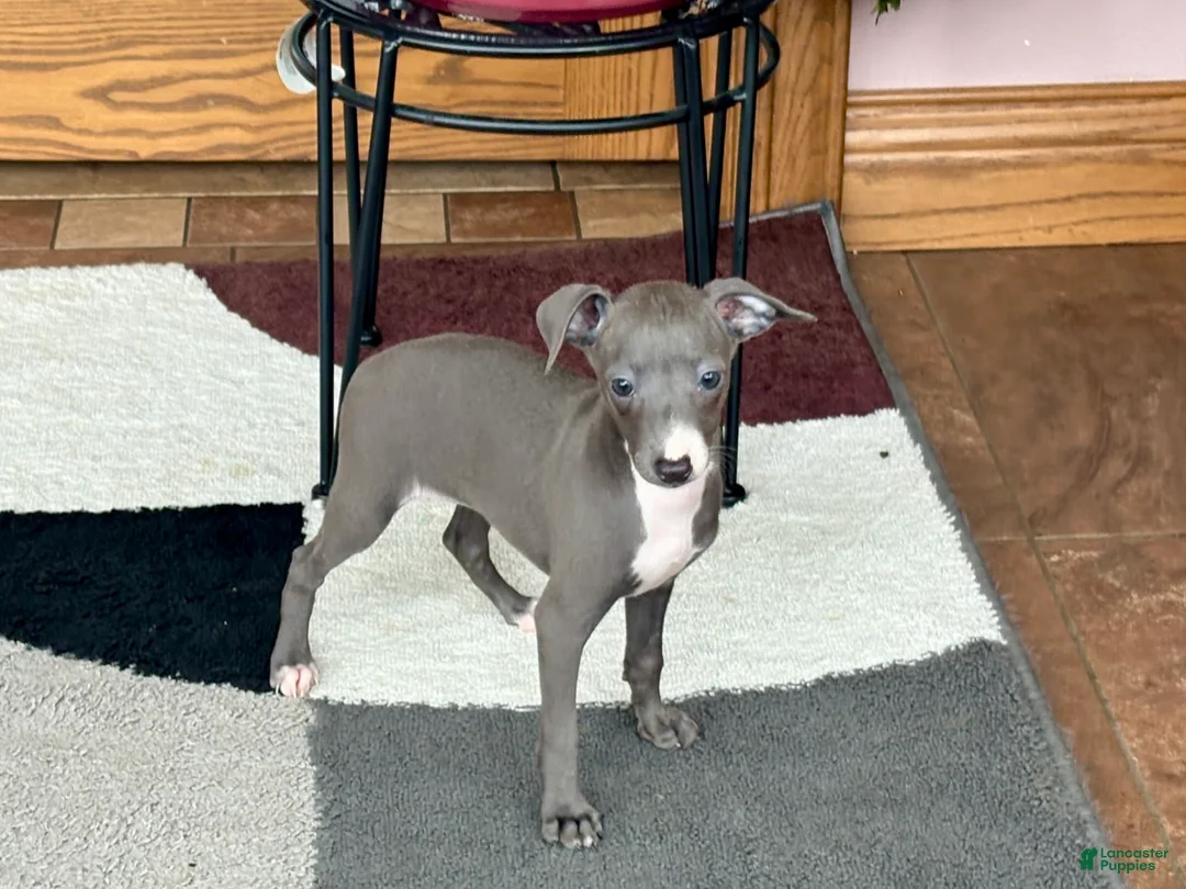 Italian Greyhound dogs for sale: Sara - Ad 8