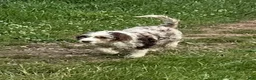 Aussiedoodle dogs for sale: Latigo  - Ad 5