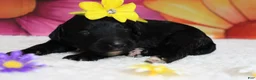 Bernedoodle dogs for sale: Nova  - Ad 4
