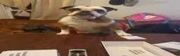 English Bulldog dogs for sale: Coco - Ad 4