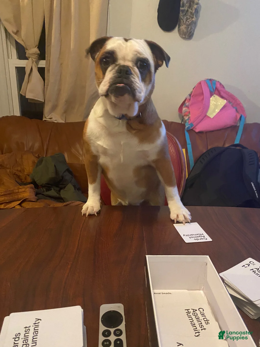 English Bulldog dogs for sale: Coco - Ad 4