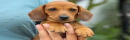Miniature Dachshund dogs for sale: Scooter 🐾 - Ad 3
