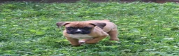 Boxer dogs for sale: Pedro - Ad 11