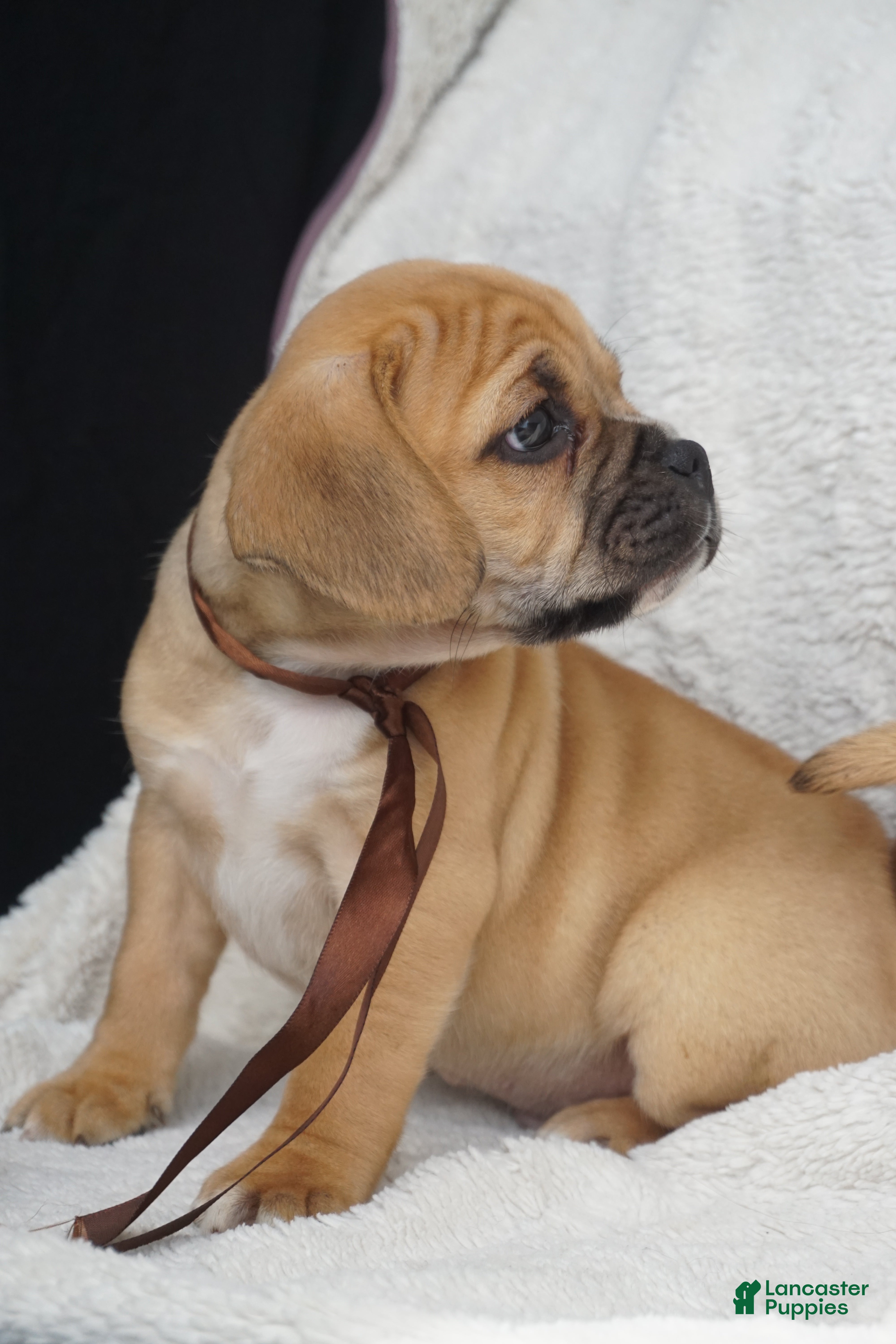 Puggle dogs Bunny - Ad 2