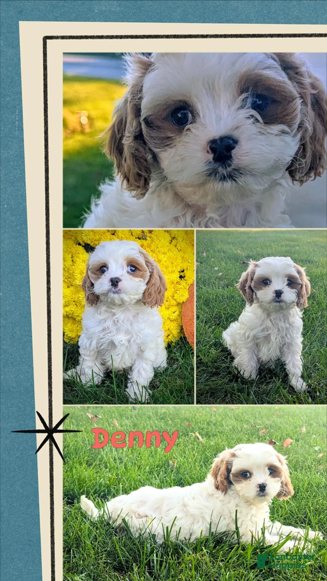 Cavapoo dogs for sale: Mr Denny - Ad 2
