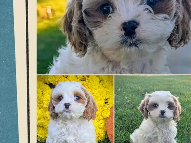 Cavapoo dogs for sale: Mr Denny - Ad 2