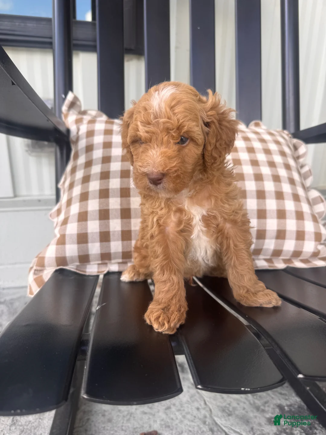 Mini Goldendoodle dogs for sale: Mini Goldendoodle Puppy 2 - Ad 1