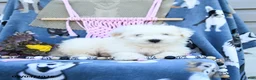 Maltipoo dogs for sale: Andrew - Ad 4