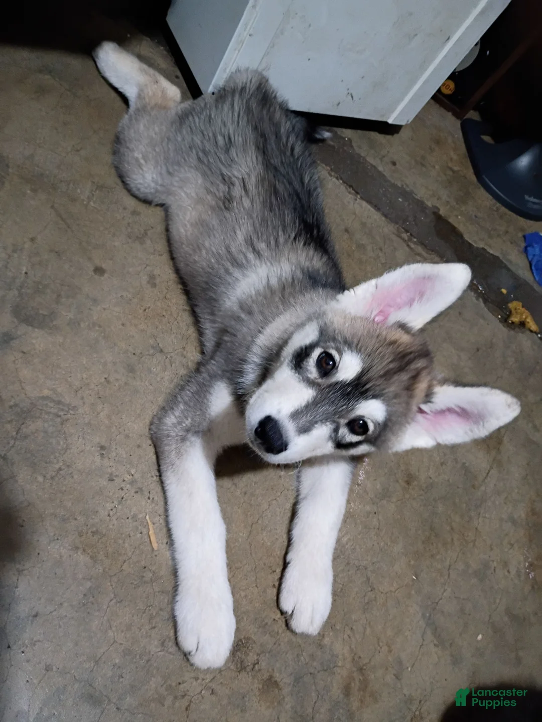 Siberian Husky dogs for sale: Siberian Husky 4 - Ad 1