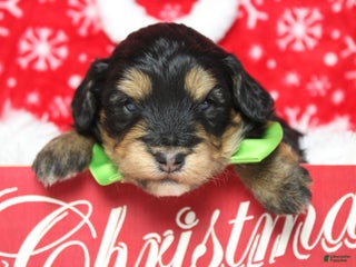 Aussiedoodle dogs Landon - Ad 34