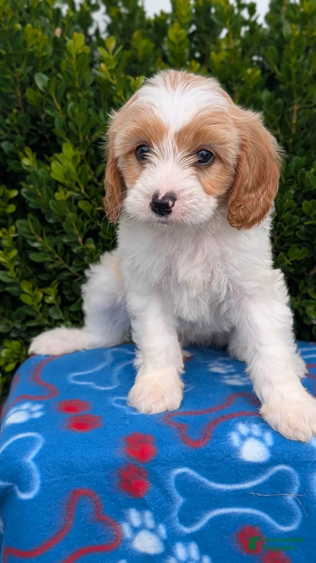 Cavapoo dogs for sale: Nash - Ad 2