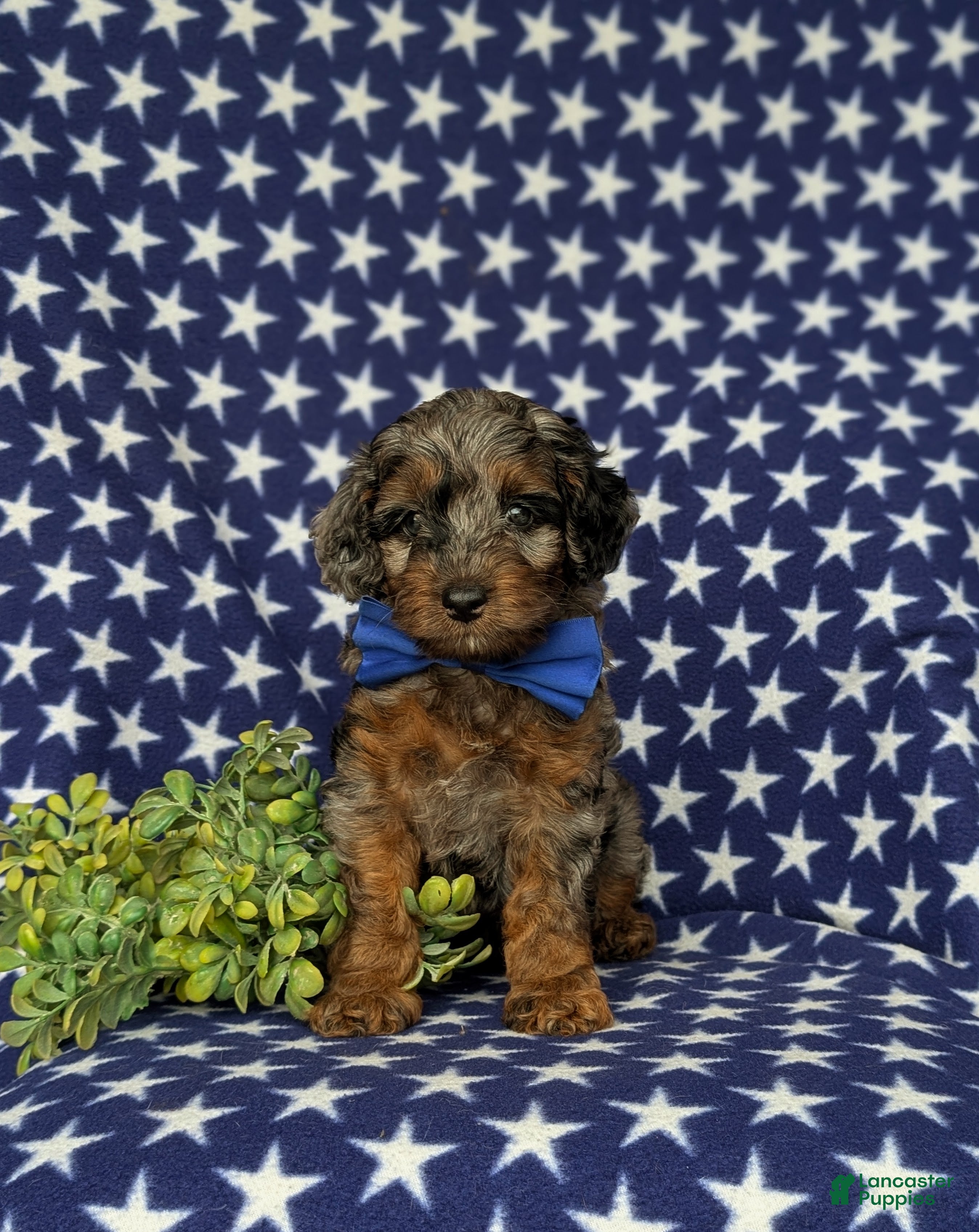 Cockapoo dogs Clark Hypoallergenic - Ad 2