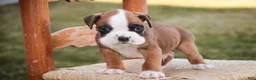 Boxer dogs for sale: Gus - Ad 3