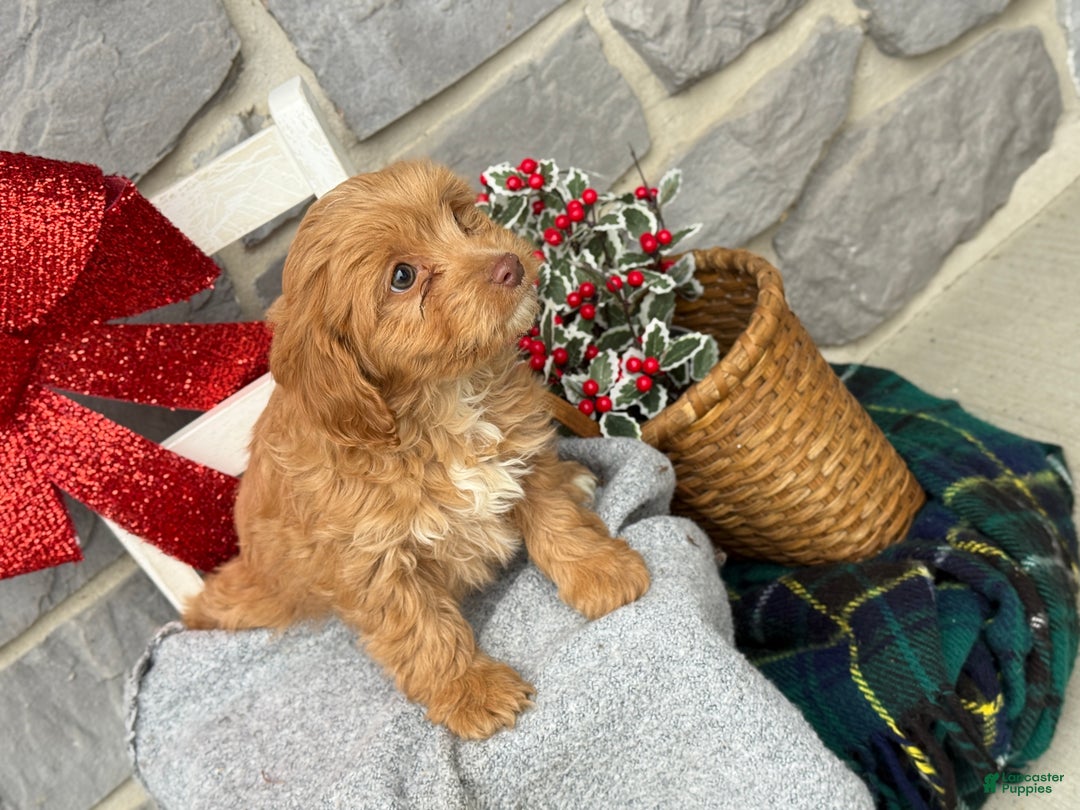 Cavapoo dogs for sale: Alita - Ad 6
