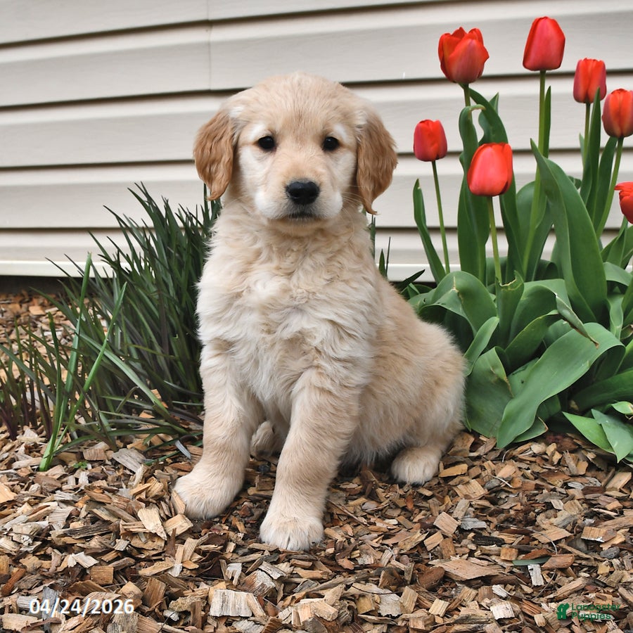 Golden Retriever dogs Marcy - Ad 1