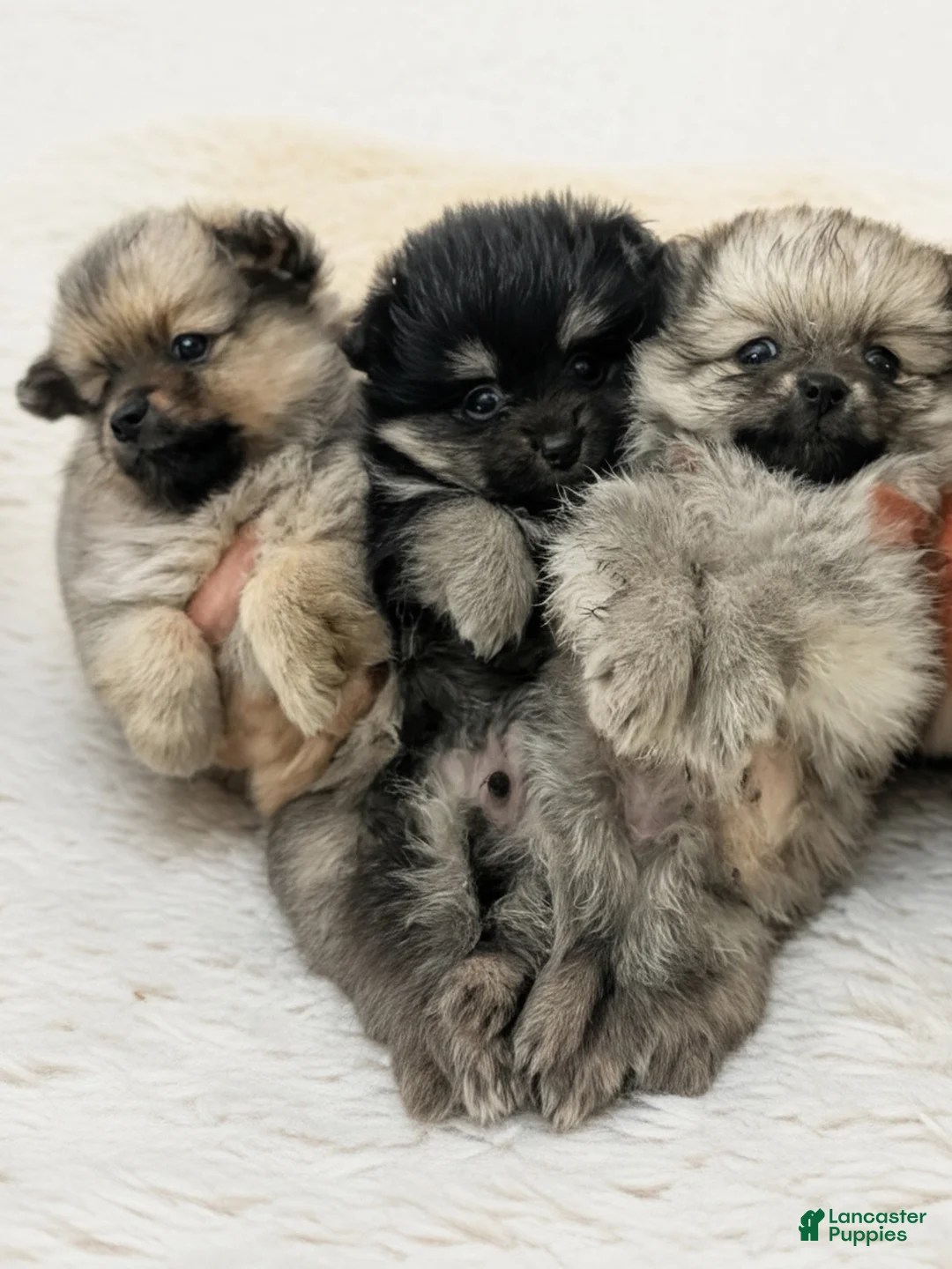 Pomeranian dogs for sale: Pomeranian 3 - Ad 14