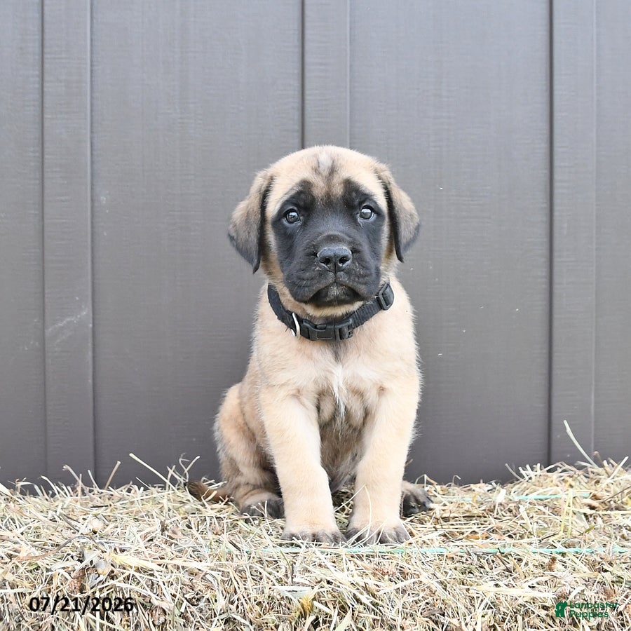 English Mastiff dogs Moose - Ad 1