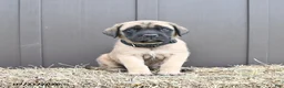 English Mastiff dogs for sale: Moose - Ad 1