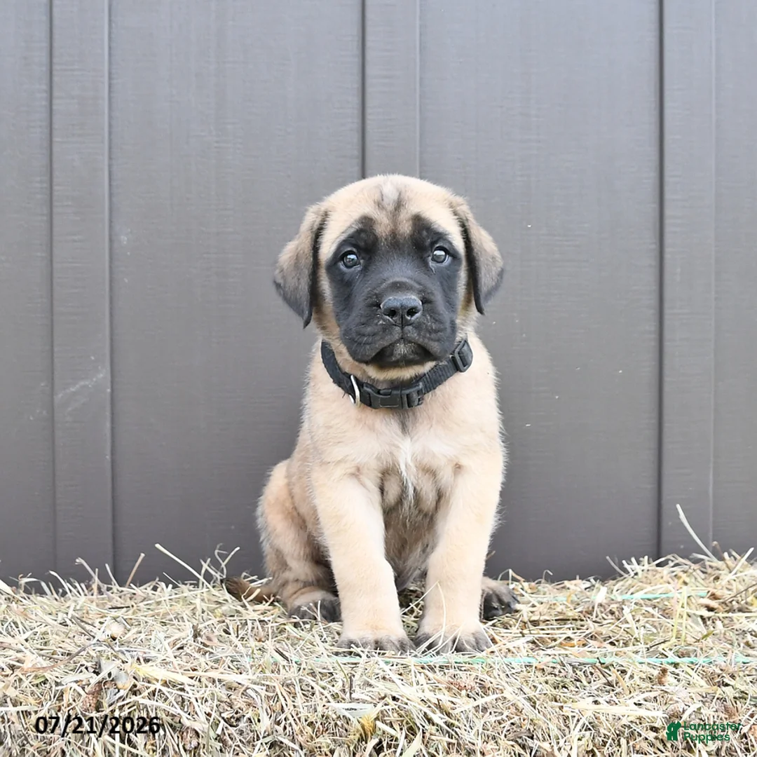 English Mastiff dogs for sale: Moose - Ad 1