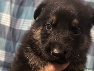 German Shepherd dogs Gabe - Ad 42