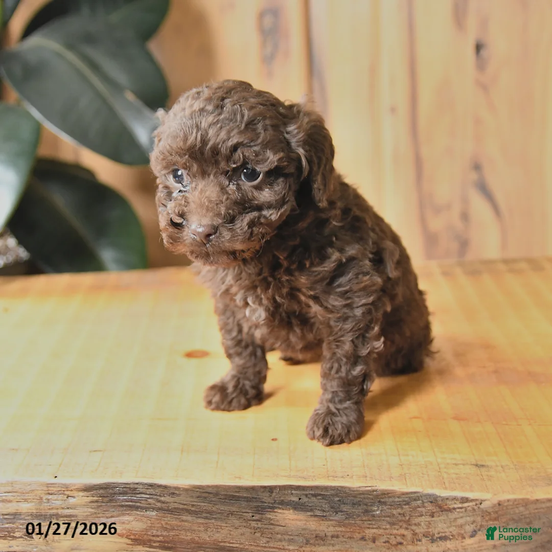 Miniature Poodle dogs for sale: Bella   - Ad 4
