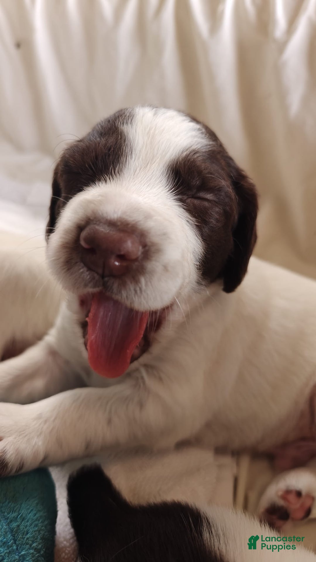 English Springer Spaniel dogs for sale: English Springer Spaniel Puppy 1 - Ad 3