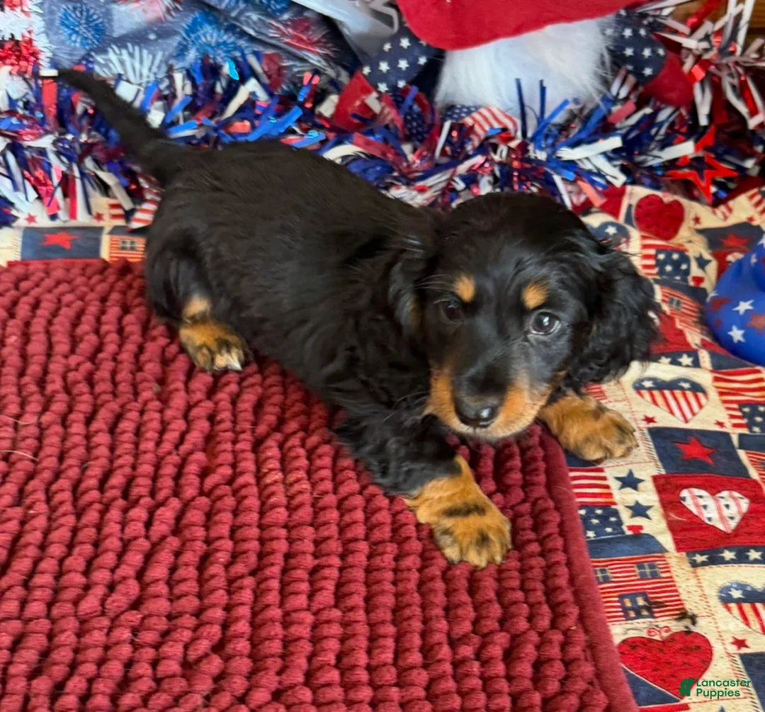 Miniature Dachshund dogs for sale: Buddy - Ad 2