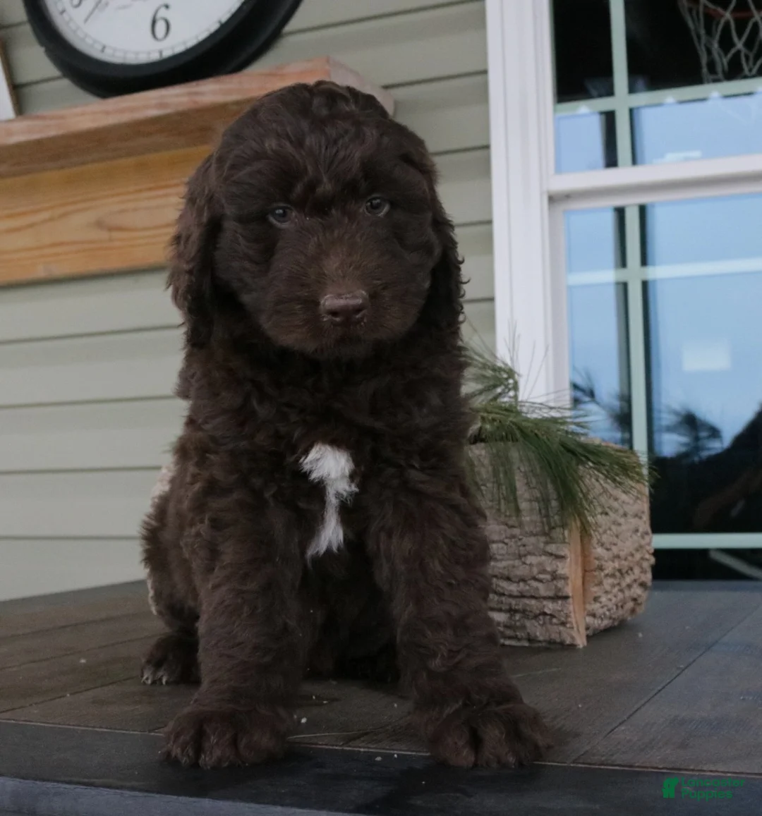 Newfypoo dogs for sale: Roxy - Ad 2