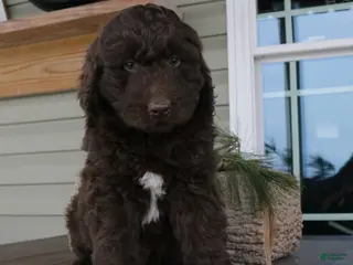 Newfypoo dogs Roxy - Ad 3