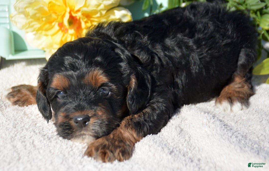 Cockapoo dogs for sale: Cockapoo Puppy 3 Kyra - Ad 1