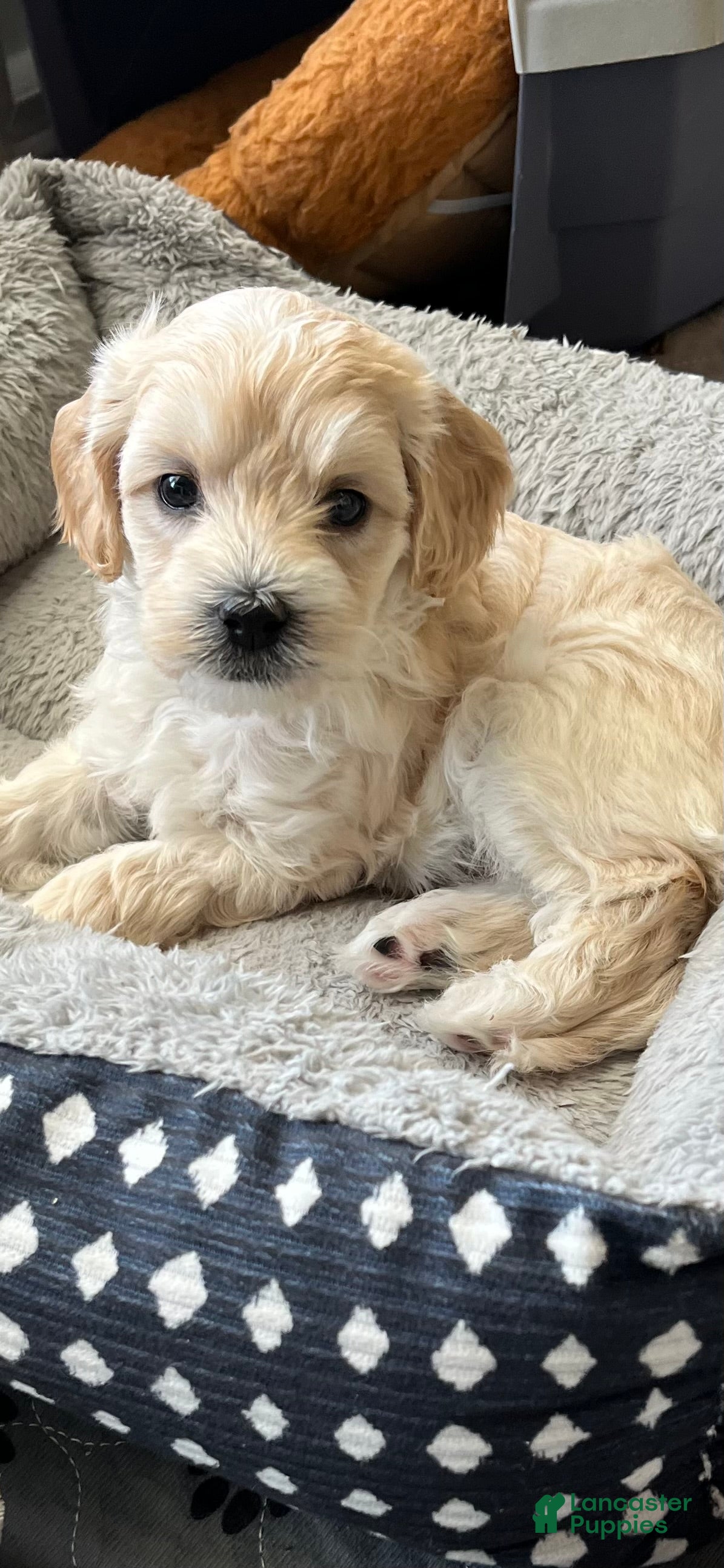 Mini Goldendoodle dogs Mini Goldendoodle 1 - Ad 1