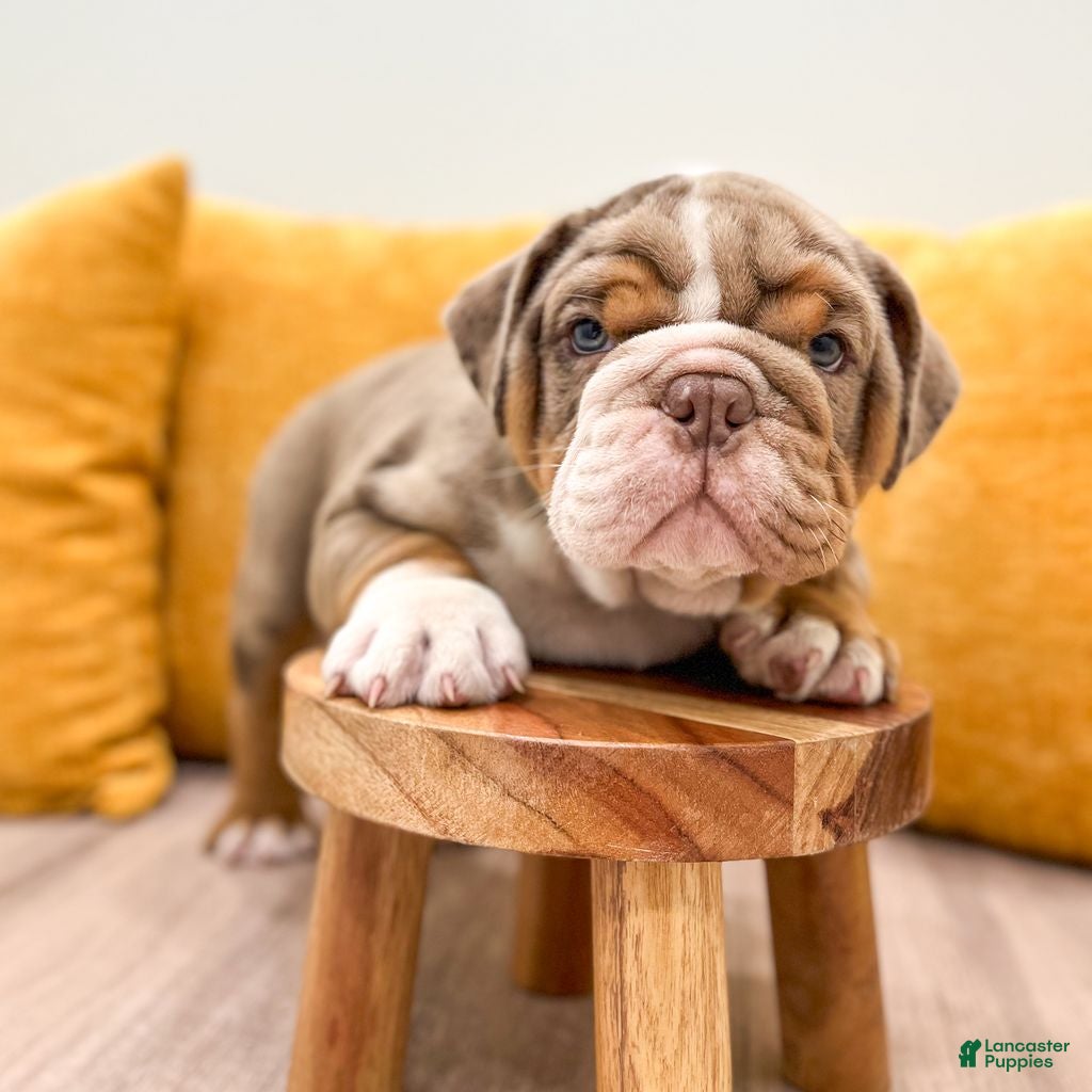 English Bulldog dogs Enzo - Ad 2
