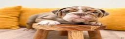 English Bulldog dogs for sale: Enzo - Ad 2