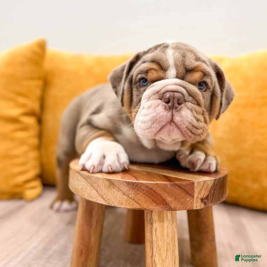 English Bulldog dogs for sale: Enzo - Ad 2