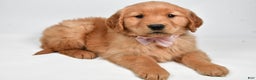Golden Retriever dogs for sale: Lexie - Ad 4