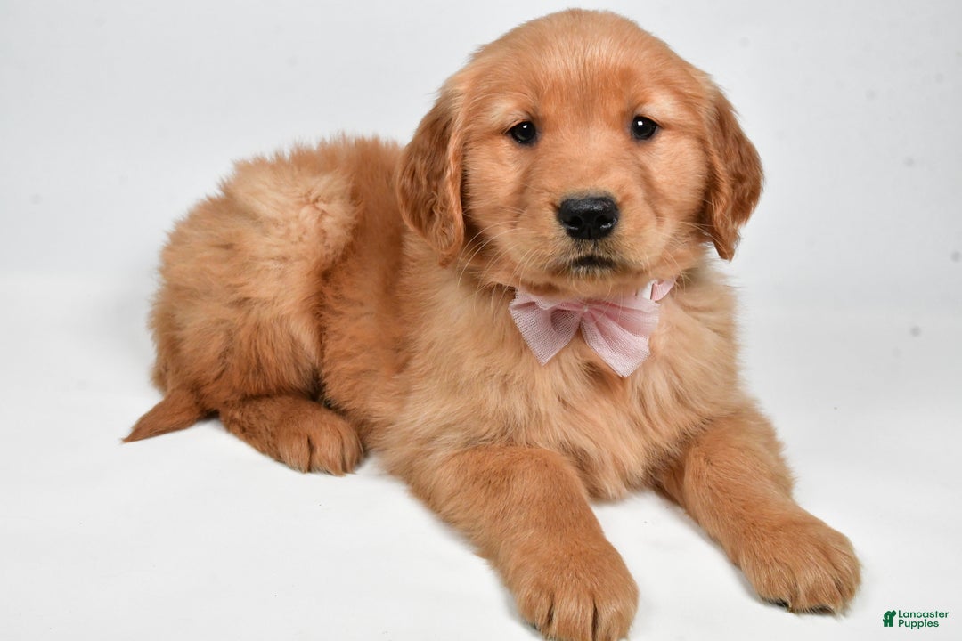 Golden Retriever dogs for sale: Lexie - Ad 4