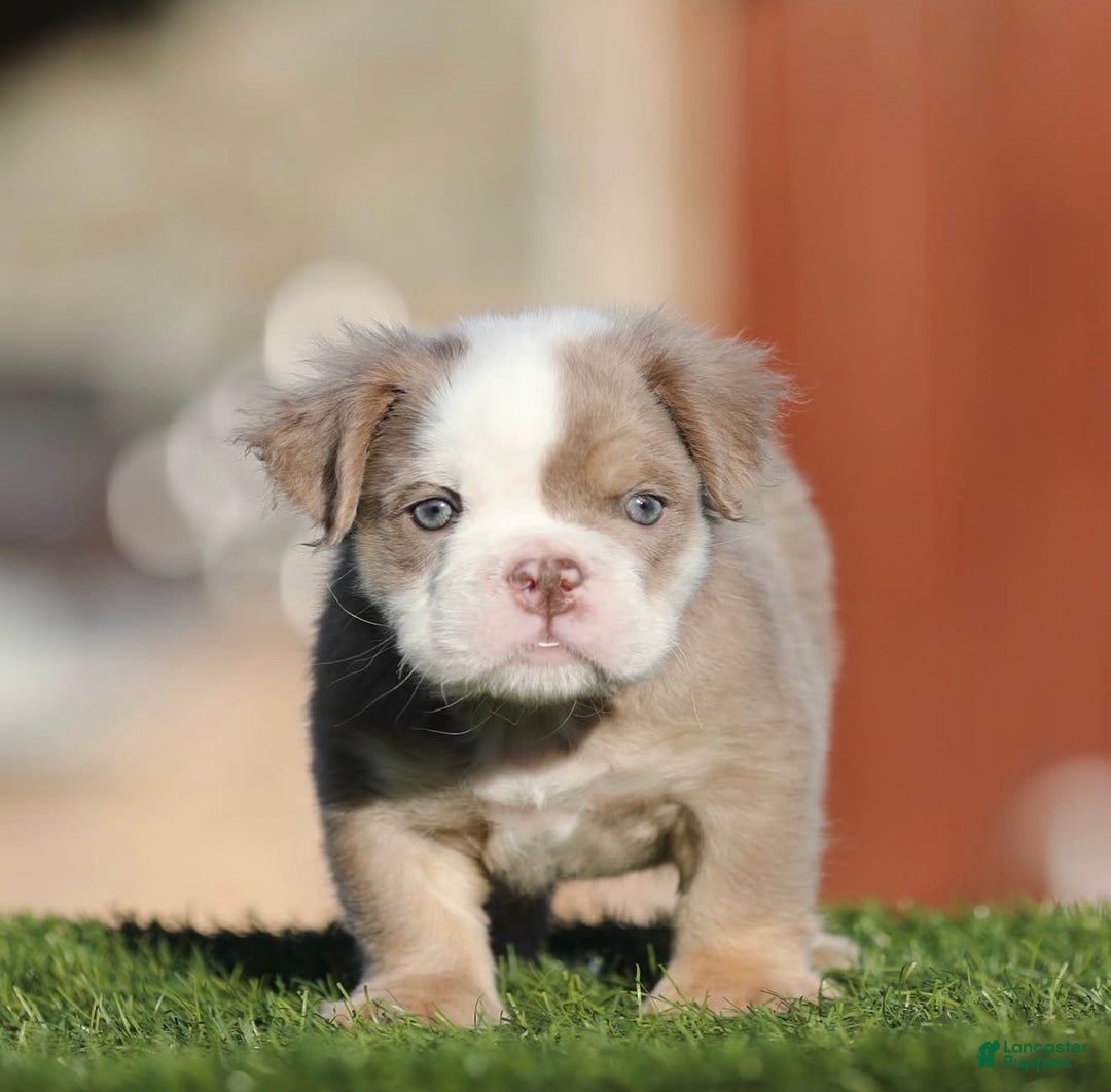 English Bulldog dogs for sale: English Bulldog Puppy 2 - Ad 2