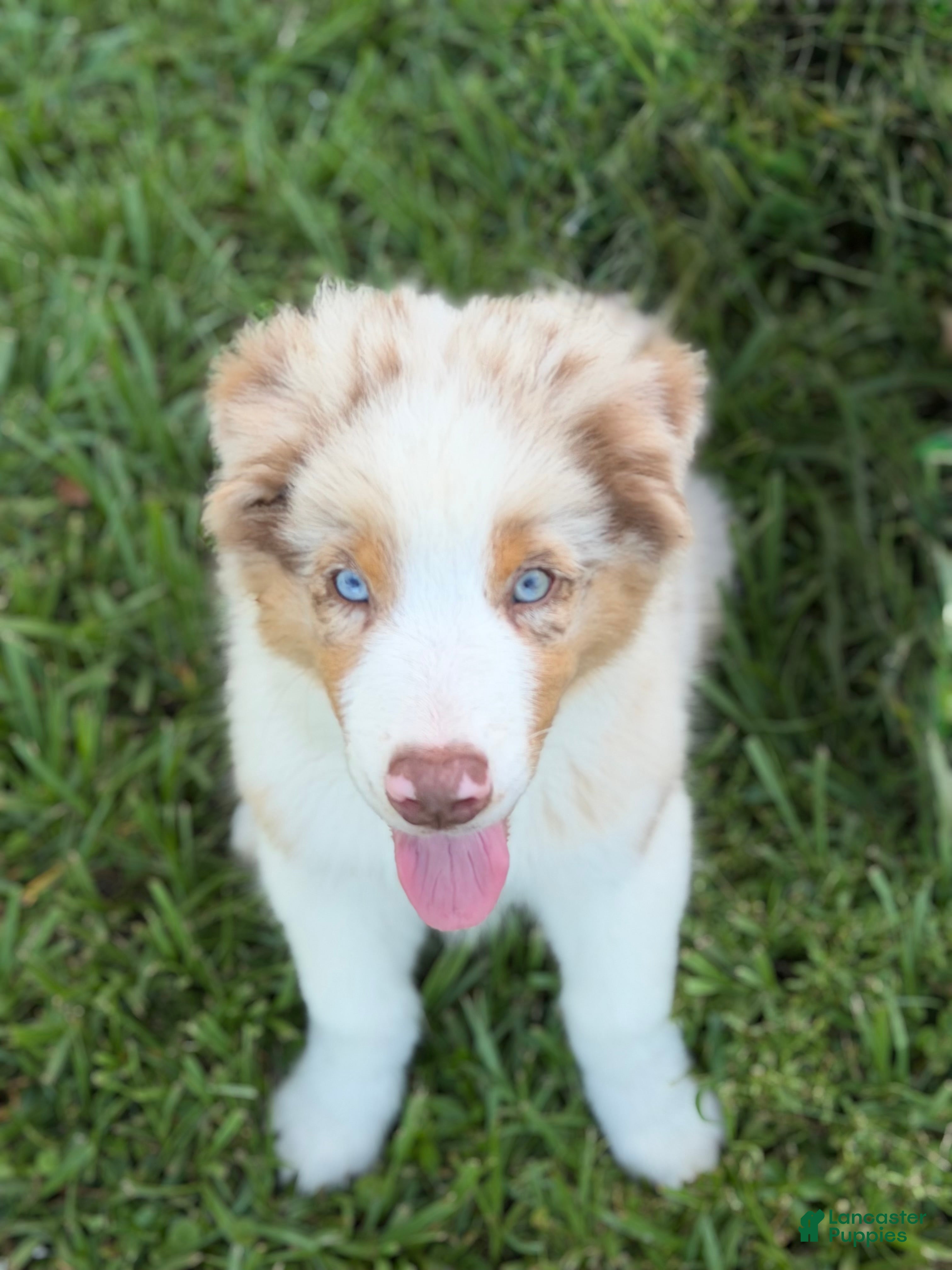 Australian Shepherd dogs AKC 1 Alex - Ad 2